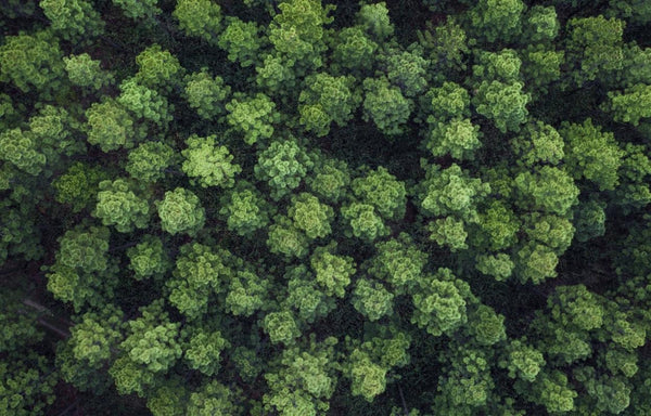Bäume: die wahren Helden im Kampf um unser Klima